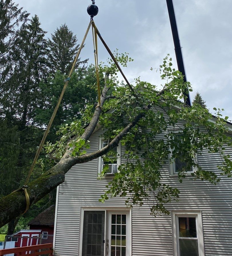 Tree service Connecticut 3