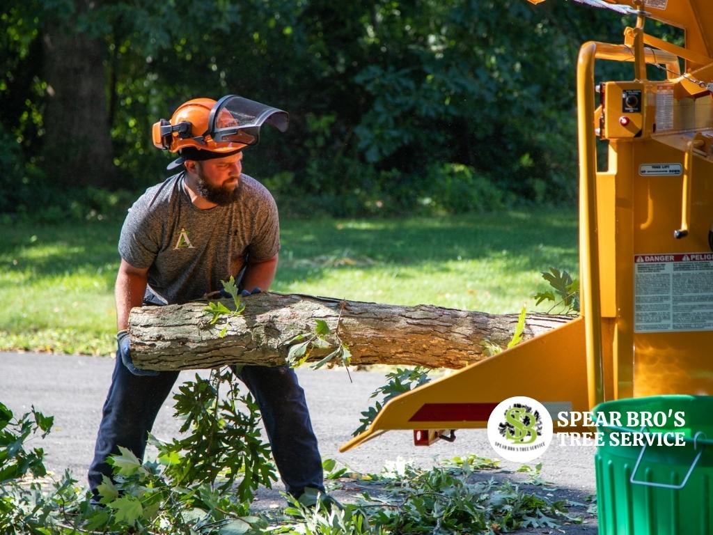 Spear Bro’s Tree Service 860 321 8499 1495 Wolcott Road, Wolcott, CT, 06716 Tree removal Cheshire CT (1)