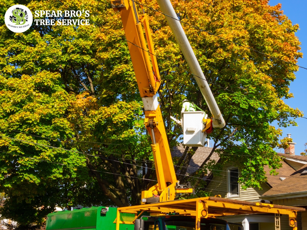 Spear Bro’s Tree Service 860 321 8499 374 West St #100 Bristol, CT 06010 Tree removal Hartford CT (1)