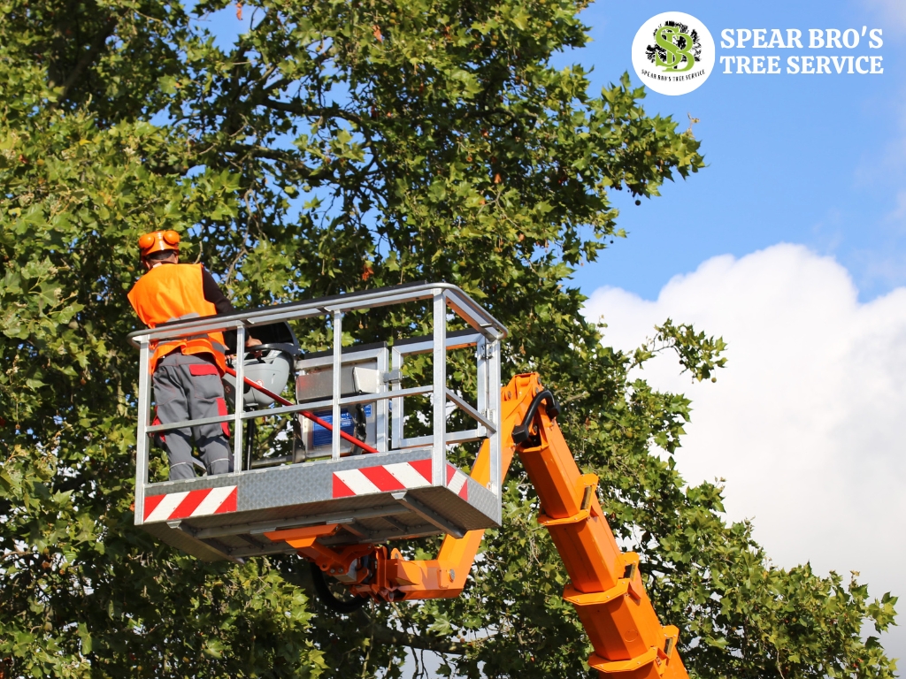 Spear Bro’s Tree Service 860 321 8499 374 West St #100 Bristol, CT 06010 tree crane service CT (1)