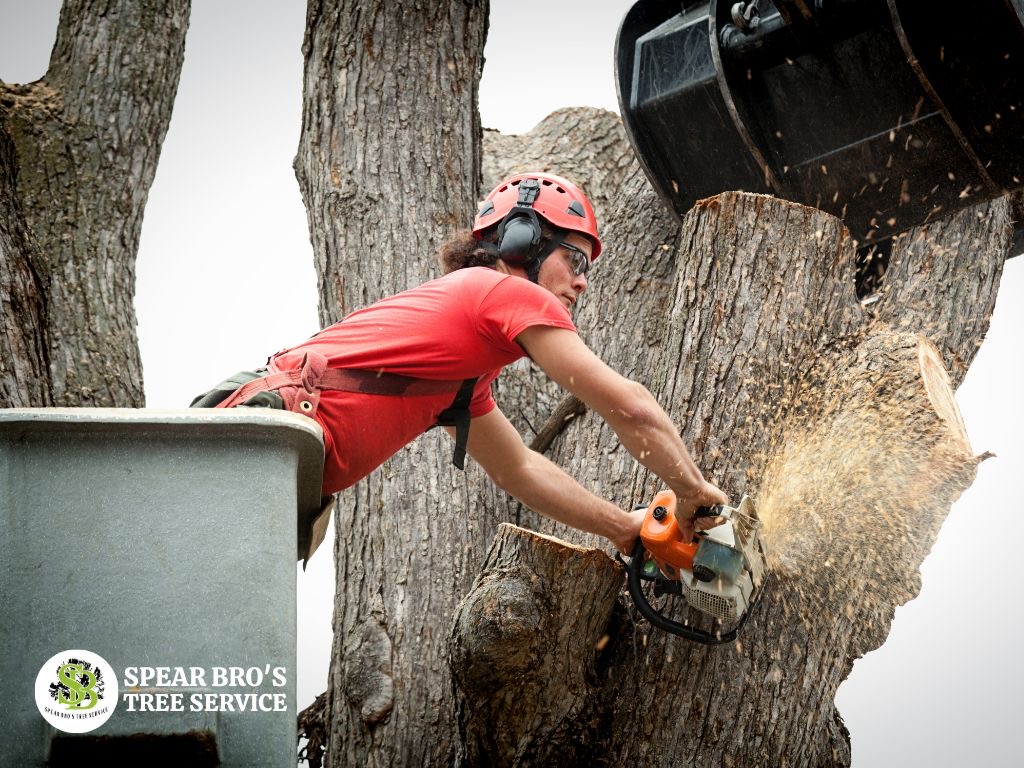 GMB Post 1024 x 768 emergency tree removal services