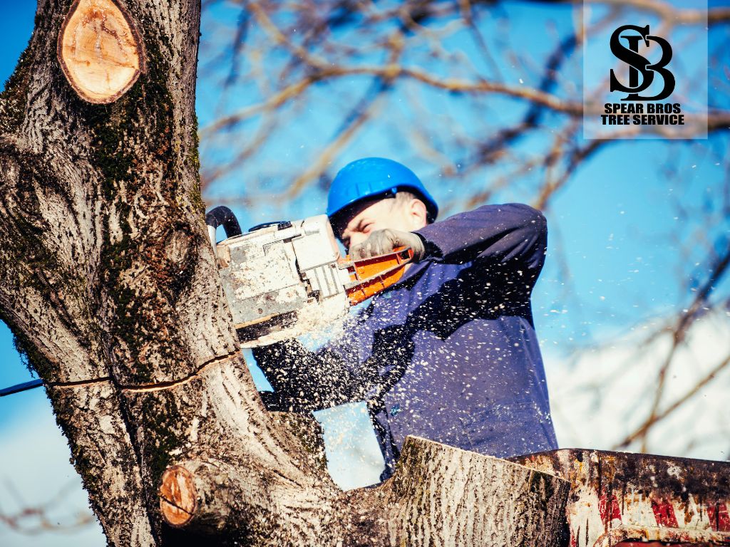 Spear Bro’s Tree Service 860 321 8499 374 West St #100 Bristol, CT 06010 local tree trimming